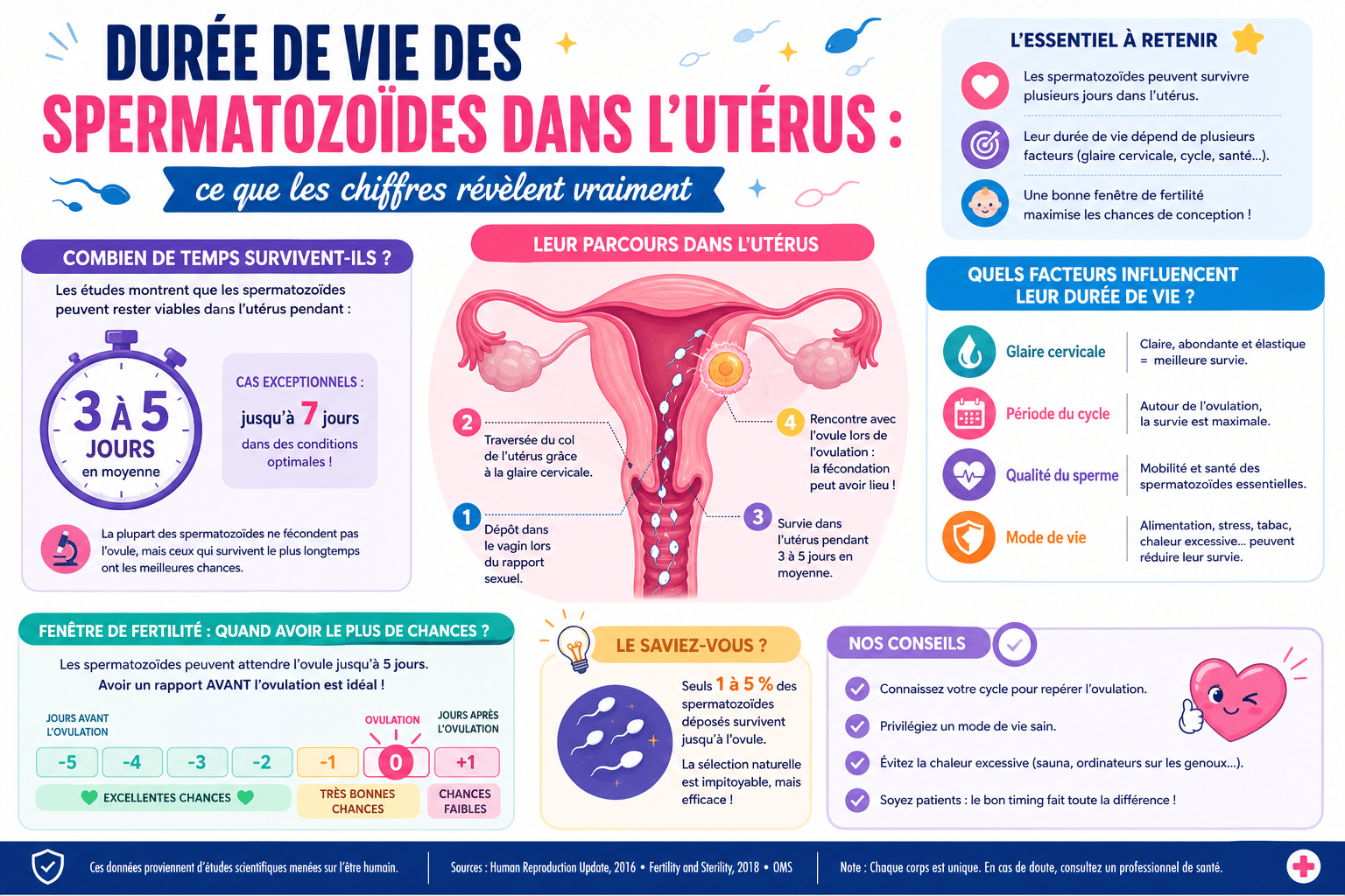 Infographie : Durée de vie des spermatozoïdes dans l'utérus : ce que les chiffres révèlent vraiment